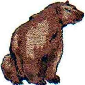 Furry Bear Embroidery Design